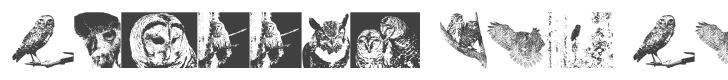 A Parliament of Owls 2