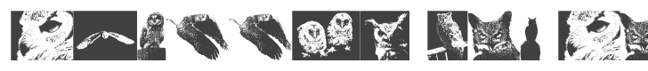 A Parliament of Owls